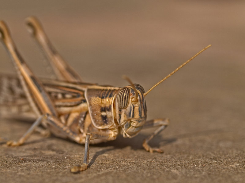 Grasshopper, Hammerstein Lodge
